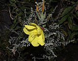 Natur01