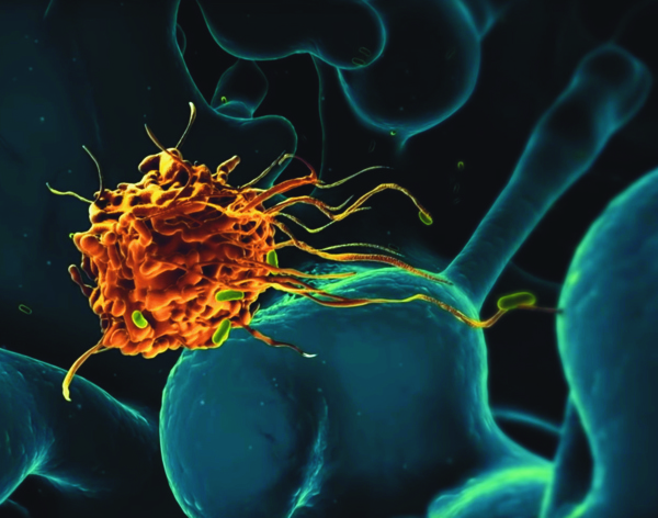 Makrophage Ausschnitt k