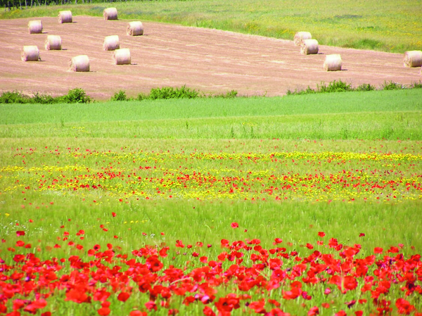 Fostini Mohn 1
